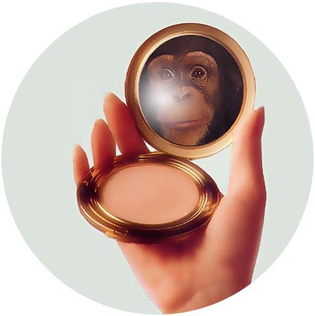monkey-compact.jpg