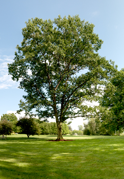 oak-tree.jpg